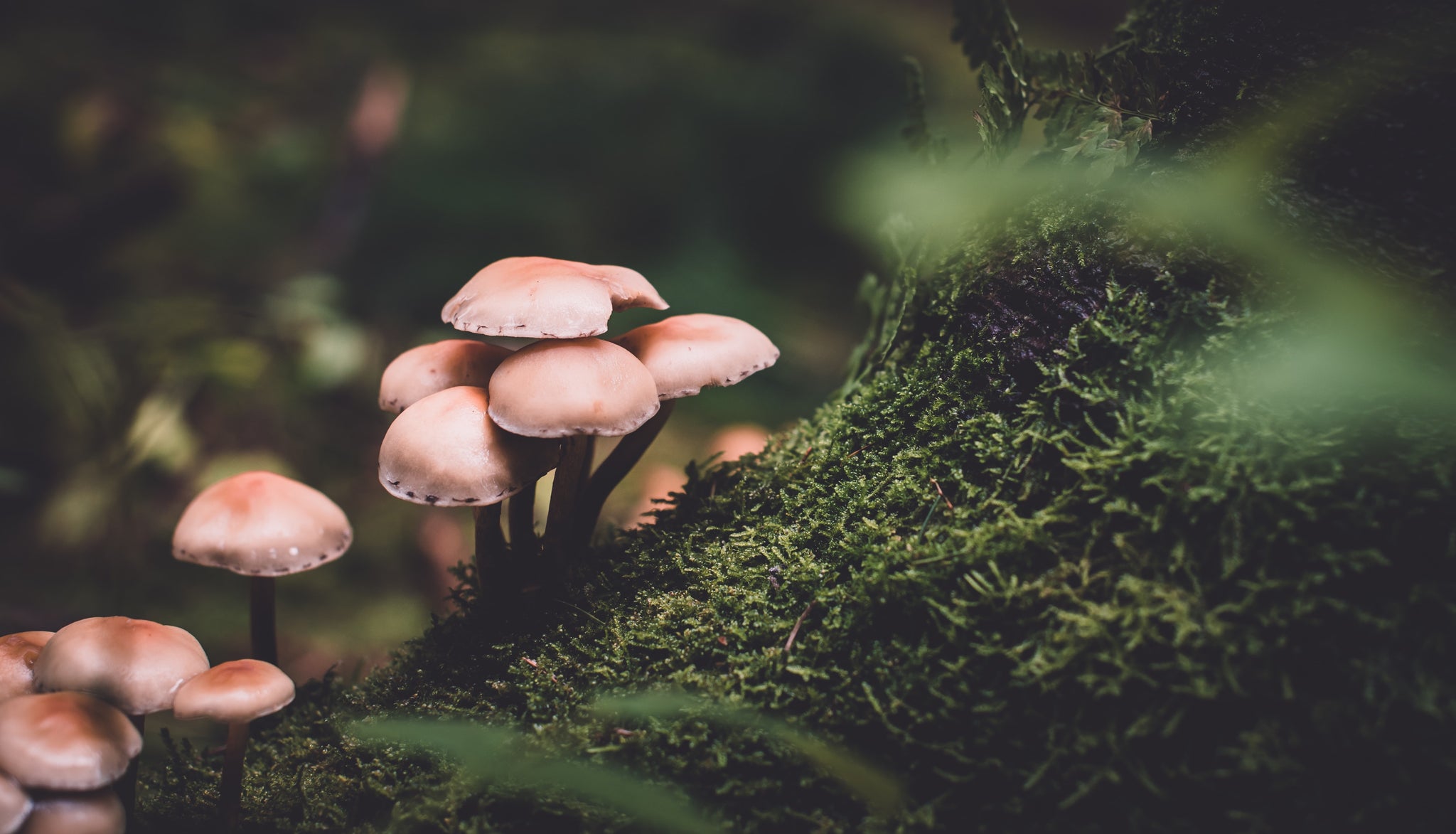 The Magic Of Mushrooms
